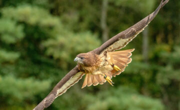 Cotswolds-Falconry-Centre