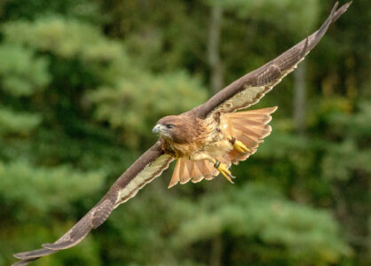 Cotswolds-Falconry-Centre
