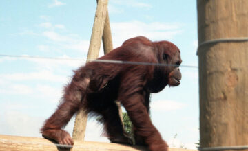 Monkey-World